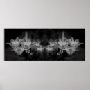 Suche nach schwarz weiße lilie poster Botanisch