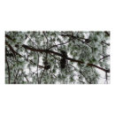 Suche nach kiefernwald poster Baum