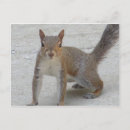 Suche nach eichhörnchen postkarten Säugetier