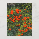 Suche nach mandarinen postkarten Obst