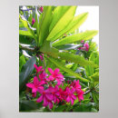 Suche nach frangipani poster Plumeria