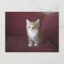 Suche nach sofa postkarten Tiere