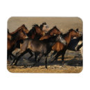 Suche nach araber magnete Reiter