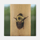 Suche nach beine magnete Insekt