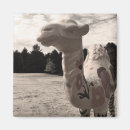 Suche nach wüste magnete Für sie