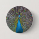 Suche nach pfau buttons Bunt