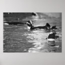 Suche nach schwarz weiß vogel poster Tierwelt