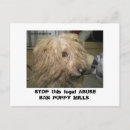 Suche nach bichon postkarten Tiere