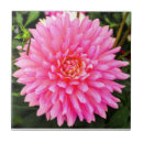 Suche nach rosa dahlie fliesen Blume