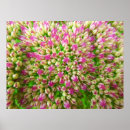 Suche nach sedum Blume