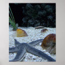 Suche nach ocean life poster Ozean