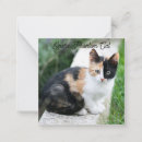 Suche nach lustige katze kleine grußkarten Haustier