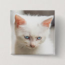 Suche nach katze mit blauen augen buttons Süße tiere