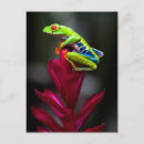Suche nach rote augen postkarten Frosch