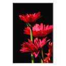 Suche nach roter gerbera kunst Jede person