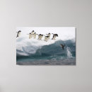 Suche nach pinguine leinwandbilder Wild lebende tiere