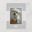Suche nach designerhund Für alle