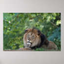 Suche nach löwen poster Fotografie