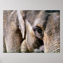 Suche nach zootiere poster Elefant