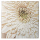 Suche nach chrysanthemen fliesen Chrysanthemum