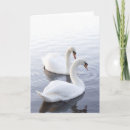 Suche nach zwei schwäne karten Schwan