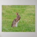 Suche nach wilder hase poster Natur