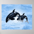 Suche nach orca Killer