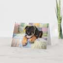 Suche nach english bulldog Haustiere