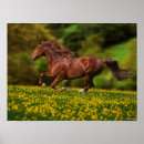Suche nach kastanie poster Pferd