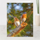 Suche nach drossel karten Für alle