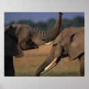 Suche nach reserve poster Elephant