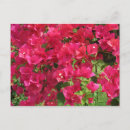 Suche nach bougainvillea postkarten Rosa