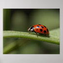 Suche nach insect poster Tierwelt