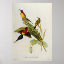 Suche nach gould poster Ornithologie