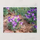 Suche nach viola postkarten Blume