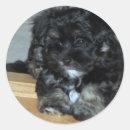 Suche nach havanese aufkleber Haustier