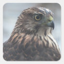 Suche nach hawk aufkleber Vogelaufkleber