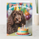 Suche nach cockapoo karten Tiere