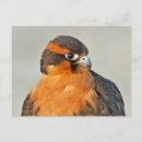 Suche nach falcone postkarten Natur
