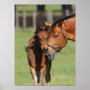 Suche nach quarter horse poster Foal