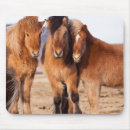 Suche nach isländisches pferd mousepads Equus caballus