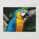Suche nach blauer papagei postkarten Tiere