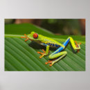 Suche nach baumfrosch poster Mit augen