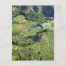 Suche nach yunnan postkarten Landschaft
