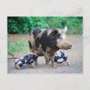 Suche nach schweine postkarten Digital