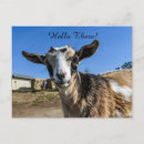Suche nach niedliche ziege postkarten Tiere