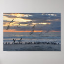 Suche nach küstenvögel poster Florida