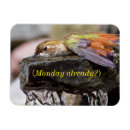 Suche nach kolibri magnete Vogelbeobachtung