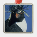 Suche nach eudyptes chrysocome Falklandinseln