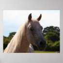 Suche nach arabische sprache poster Rasse